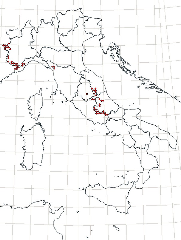 Erebia? - Erebia neoridas